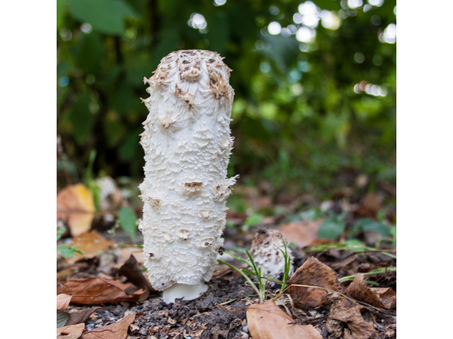 Мицелий Чернильного гриба / Навозник белый (Coprinus comatus)